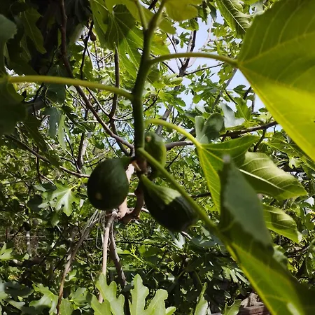 Dom wakacyjny Fig Tree House