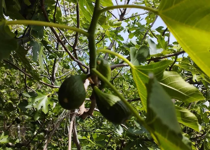 度假居 Fig Tree House